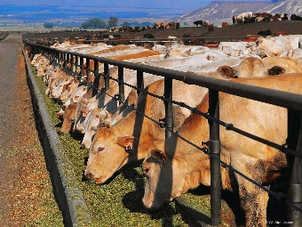 Хозяйства Беларуси в январе-октябре увеличили реализацию скота и птицы на 5,3%