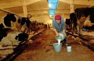 В Беларуси возникли проблемы с производством молока
