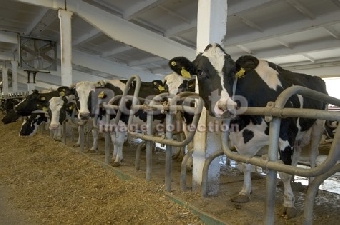 В Беларуси в 2012 году будут введены в строй 104 новые молочно-товарные фермы
