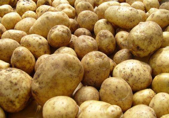 Урожайность картофеля ожидается ниже прошлогодней