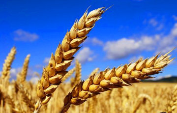 Россия теряет 15% урожая пшеницы