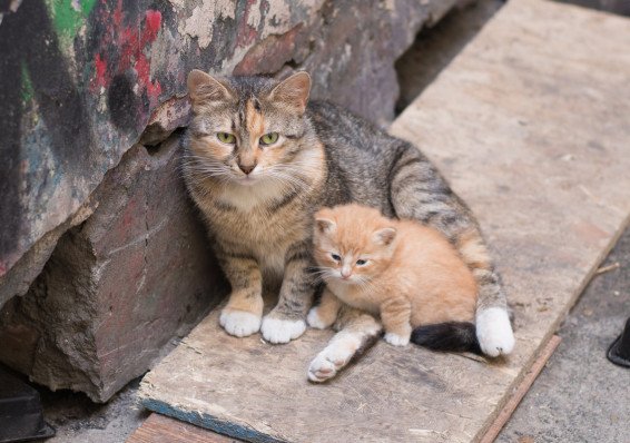 Минжилкоммунхоз может заняться массовой стерилизации уличных кошек