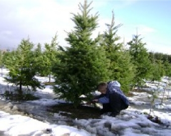 Лесхозы Минской области уже реализовали более 33 тыс. новогодних деревьев