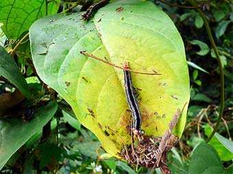 На Либерию напали прожорливые гусеницы
