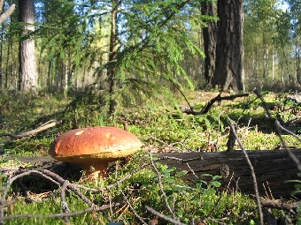 Красная книга Беларуси дополнена новыми видами растений