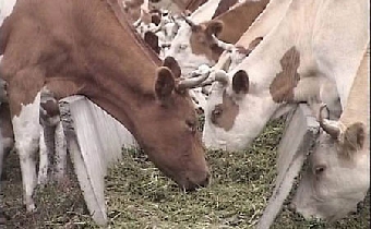 Вводятся ограничения на поставку в ТС продукции 9 животноводческих предприятий Бельгии