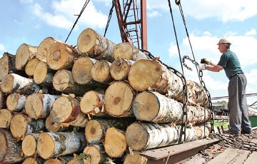 Вырубка леса в Беларуси достигла невероятных масштабов