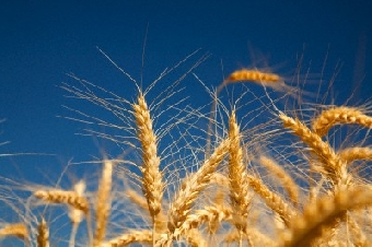 Беларусь в 2012 году планирует экспортировать сельхозпродукции на $5 млрд.