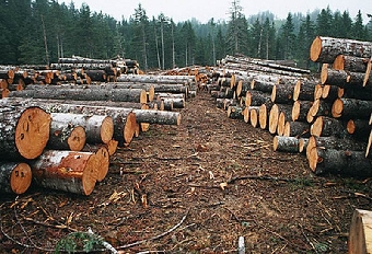 Лесхозы Беларуси намерены в I квартале заготовить 30-35% древесины от годового объема