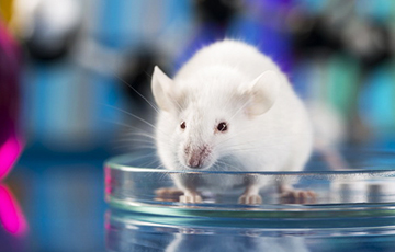 Ученые нашли у мышей способность к стратегическому мышлению