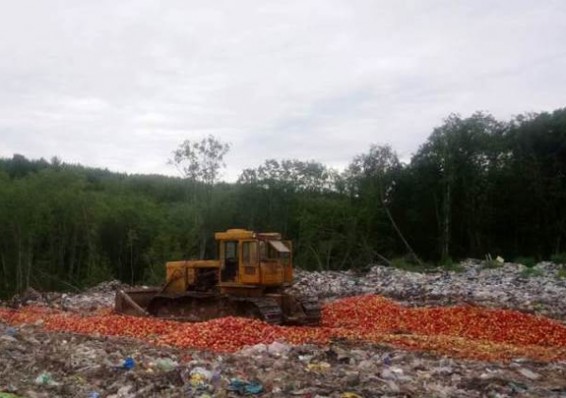 На российской свалке уничтожена 21 тонна яблок, завезенных из Беларуси