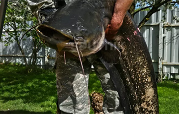 Поймали «монстра»: под Полоцком рыбаки выловили сома весом более 22 кг