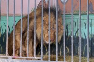 Сотрудница Гродненского зоопарка по пьяни позволила льву откусить руку