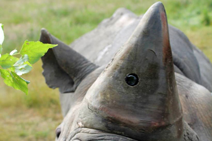 Камеры в рогах носорогов спасут животных от браконьеров