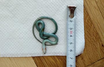 Минчанин нашел в своей квартире на седьмом этаже тропическую змею