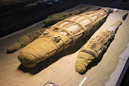 В Египте откопали мумию огромного крокодила