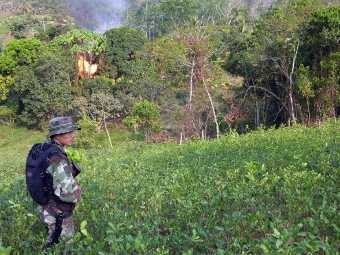 Власти Перу приостановили ликвидацию кокаиновых плантаций