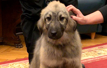 Президент Сербии подарил Путину собаку по кличке Паша