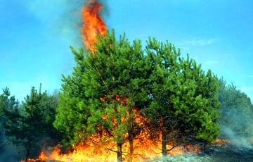 Лесные пожары бушуют в Греции, России и США