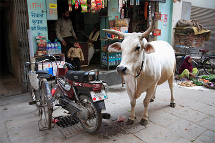 В Индии мусульман призвали отказаться от говядины
