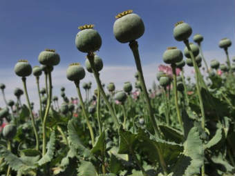Производство афганского опиума за год выросло в полтора раза