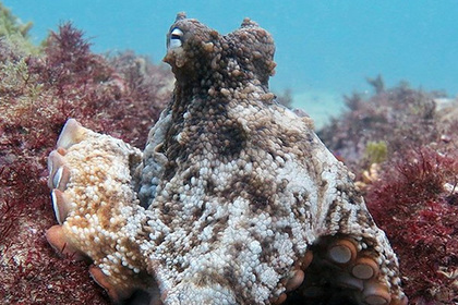 У берегов Австралии нашли город осьминогов