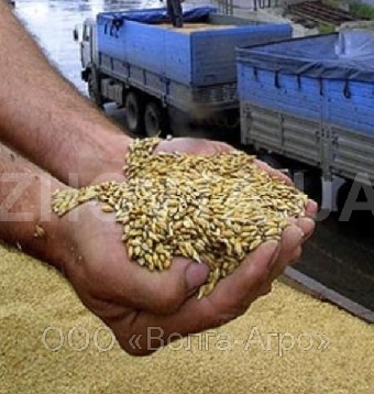 НПЦ по земледелию НАН Беларуси планирует увеличить экспорт семян элиты зерновых
