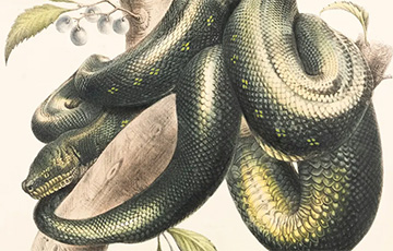 Найдены окаменелости крупнейшей в истории змеи