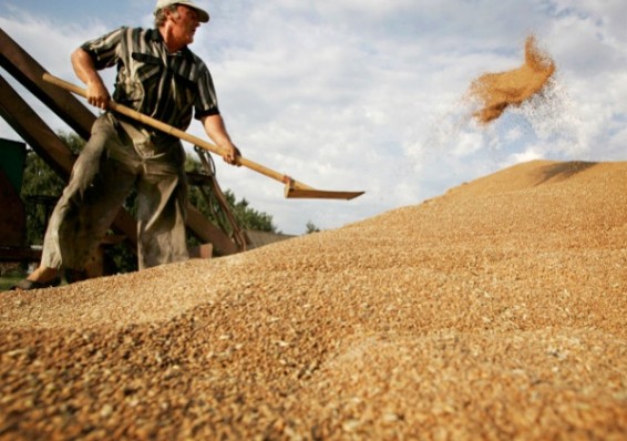 Белорусское зерно на экспорт будет идти только через биржу