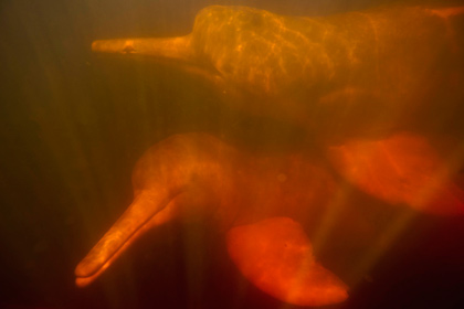 В Бразилии нашли новый вид дельфинов