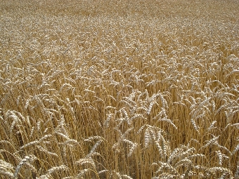 Валовой сбор зерна в Беларуси в 2012 году планируется в объеме 9,6 млн.т
