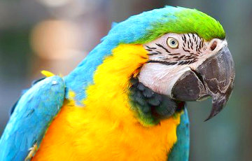 Ученые научили попугаев видеозвонкам
