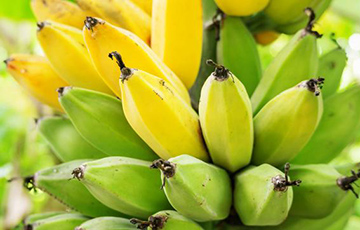 На севере Беларуси собрали первый урожай бананов