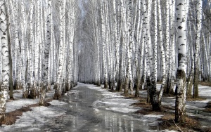 Сырая и неустойчивая погода ожидается в ближайшие дни в Беларуси