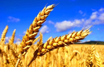 В Беларуси заканчивается зерно?