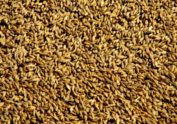 Беларусь рассчитывает экспортировать миллион тонн зерна