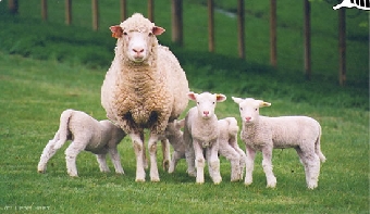 Программа развития овцеводства в Беларуси будет разработана к сентябрю