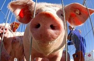 Правительство приняло решение сократить производство свинины более чем на 23%