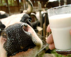 С 25 декабря в Беларуси повышаются закупочные цены на молоко