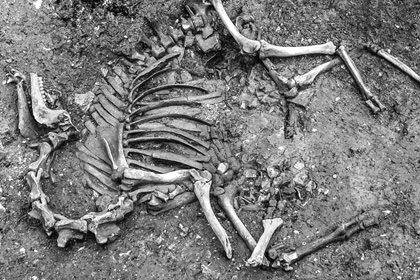 Археологи впервые нашли в Европе скелет боевого верблюда
