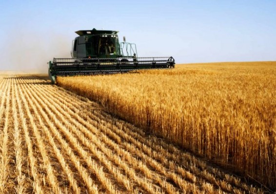 Мировое производство пшеницы сократится