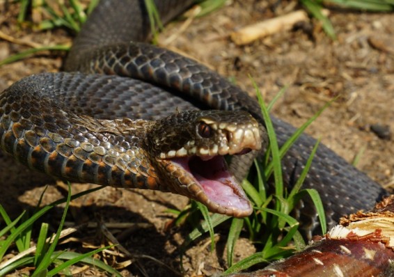 Ядовитая змея укусила мужчину в районе Дроздов