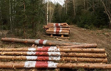 Жители Воложинского района провели акцию против массовой вырубки леса