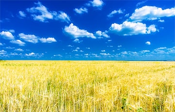 Украина собрала рекордный урожай зерна за всю историю