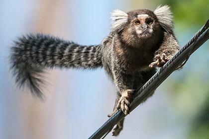Бразильские обезьяны усвоили видеоурок австрийских сородичей