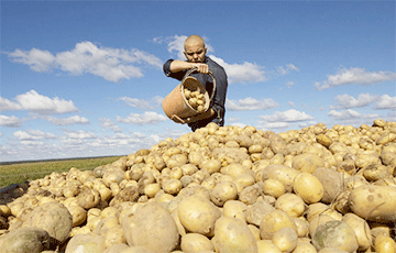 В Беларуси появился первый памятник картофелю