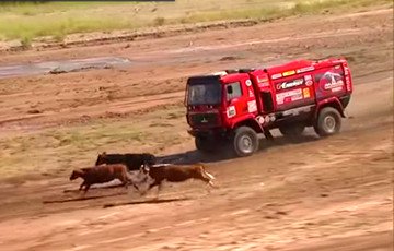 Видеофакт: Стадо коров едва не угодило под колеса МАЗа на «Дакаре»