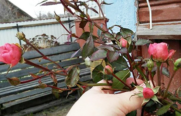 Фотофакт: На даче у жительницы Барановичей в начале января зацвел куст роз