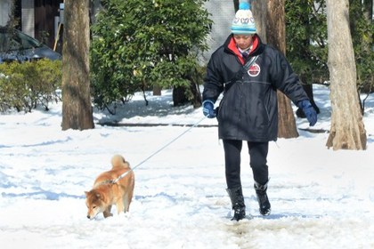 В Японии из-за снегопадов погибли семь человек