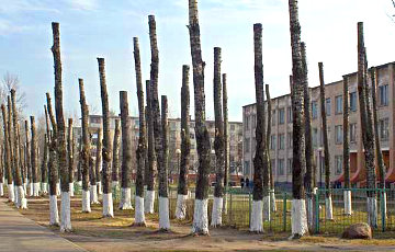 Витебские коммунальщики превратили деревья в столбы